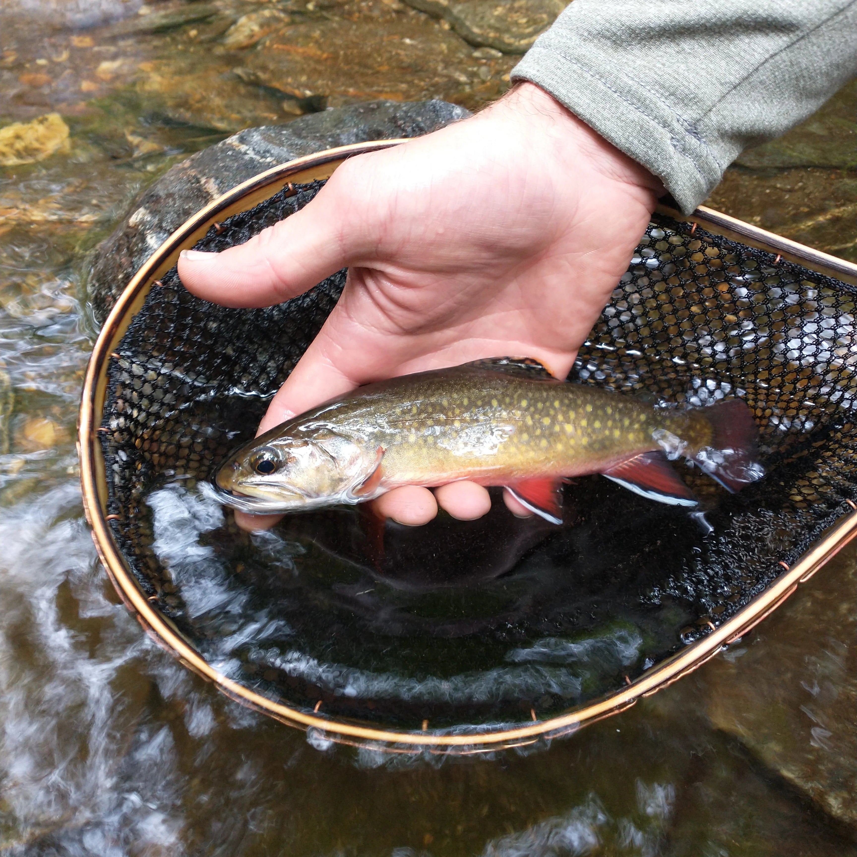 The Brookie - 8x12" Hoop - Energize Trek