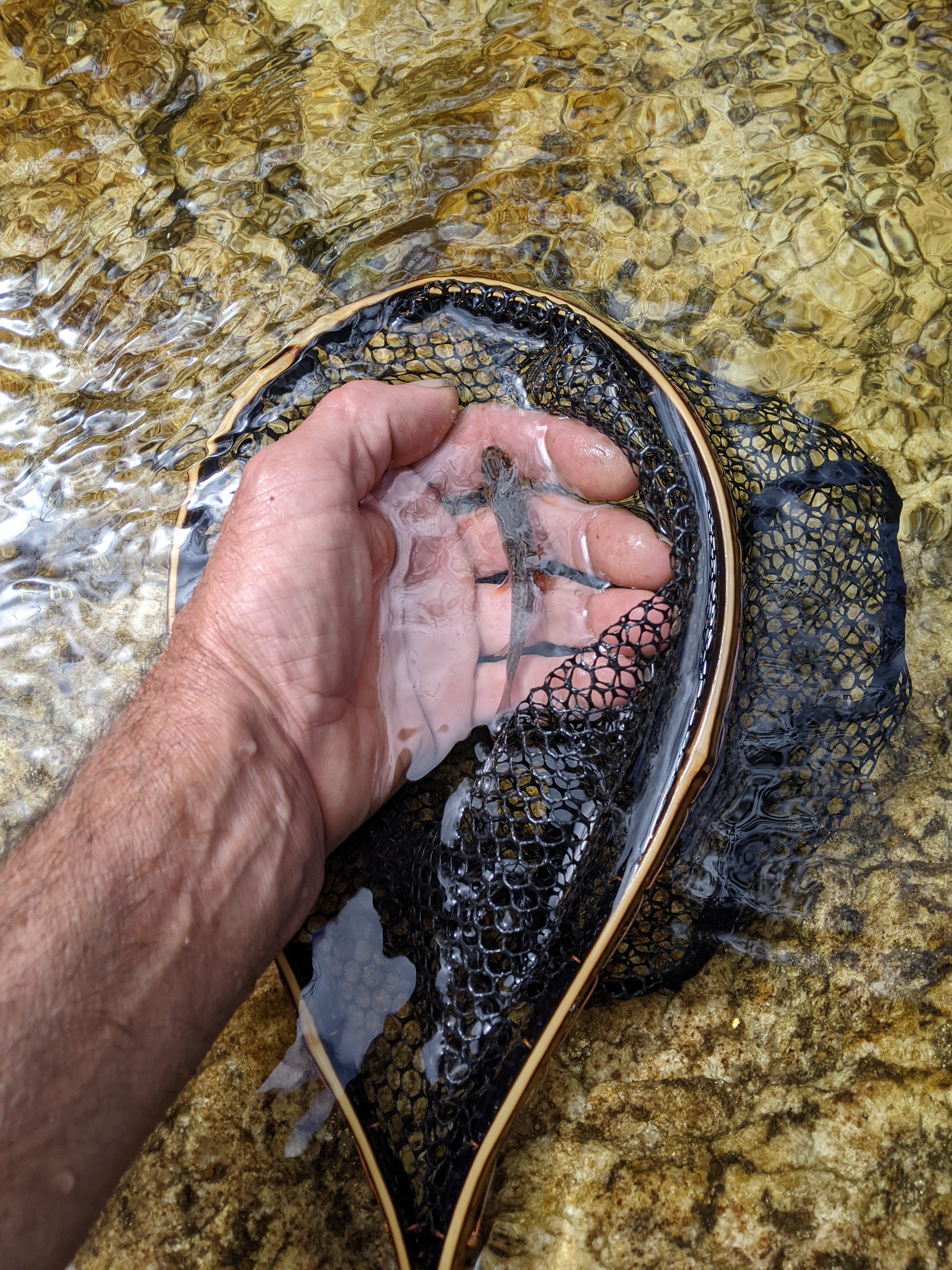 The Speck - 6.5x10" Hoop - Energize Trek