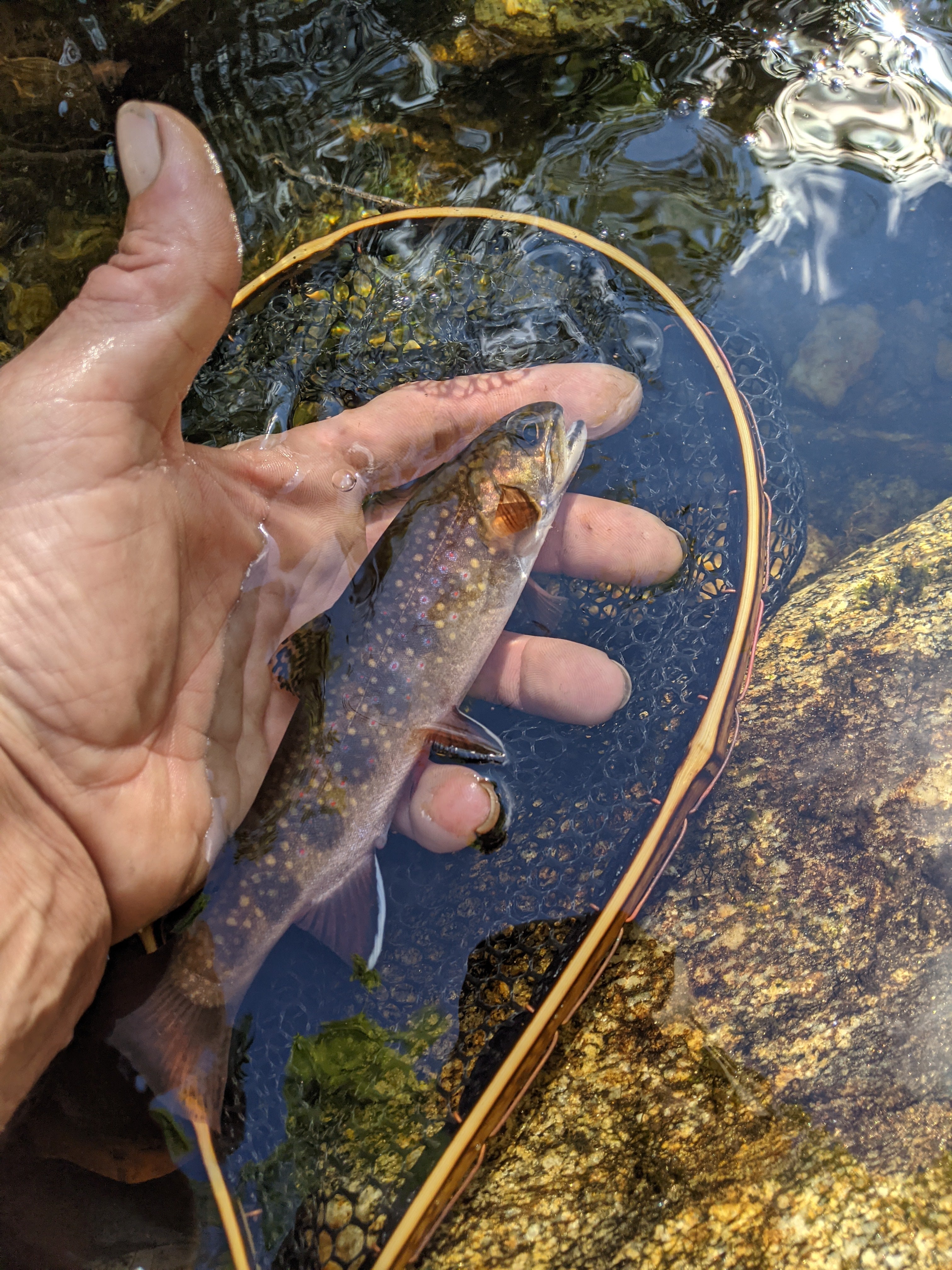 The Speck - 6.5x10" Hoop - Energize Trek