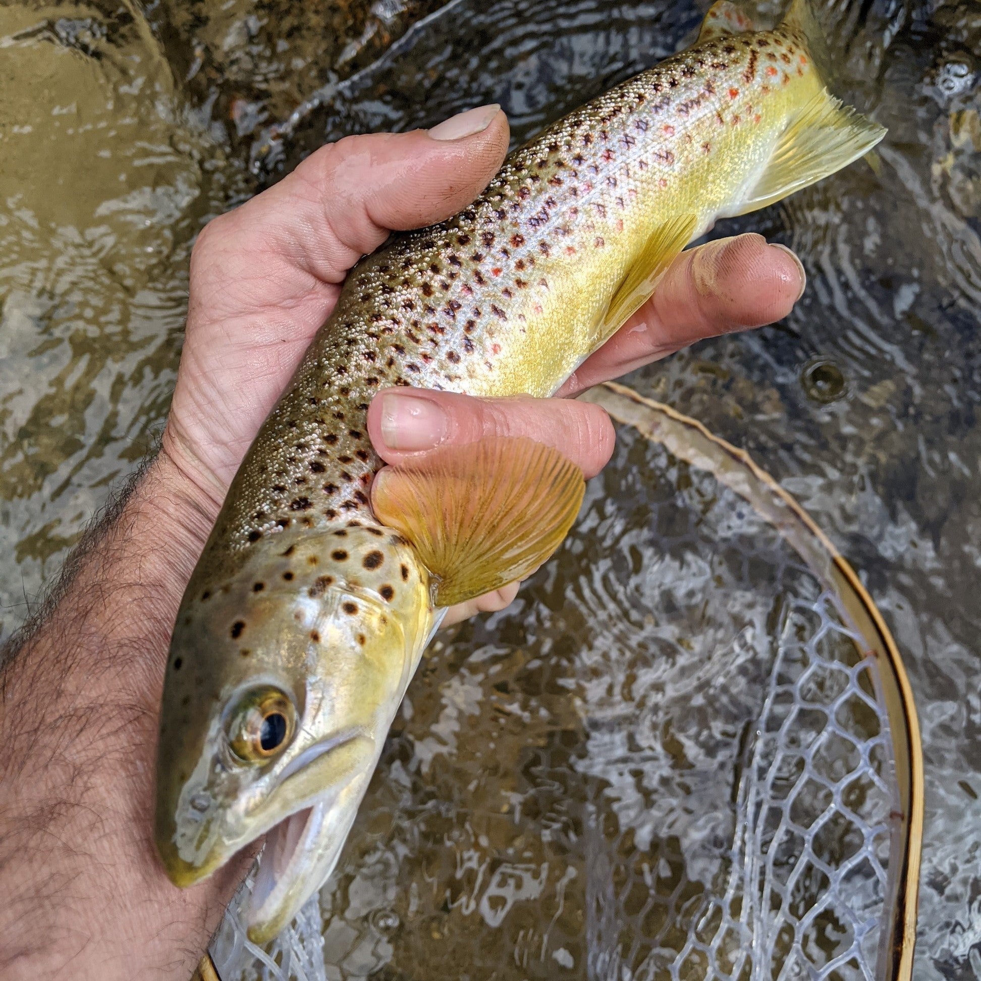 Upstream Wide - 14x19" Hoop - Energize Trek