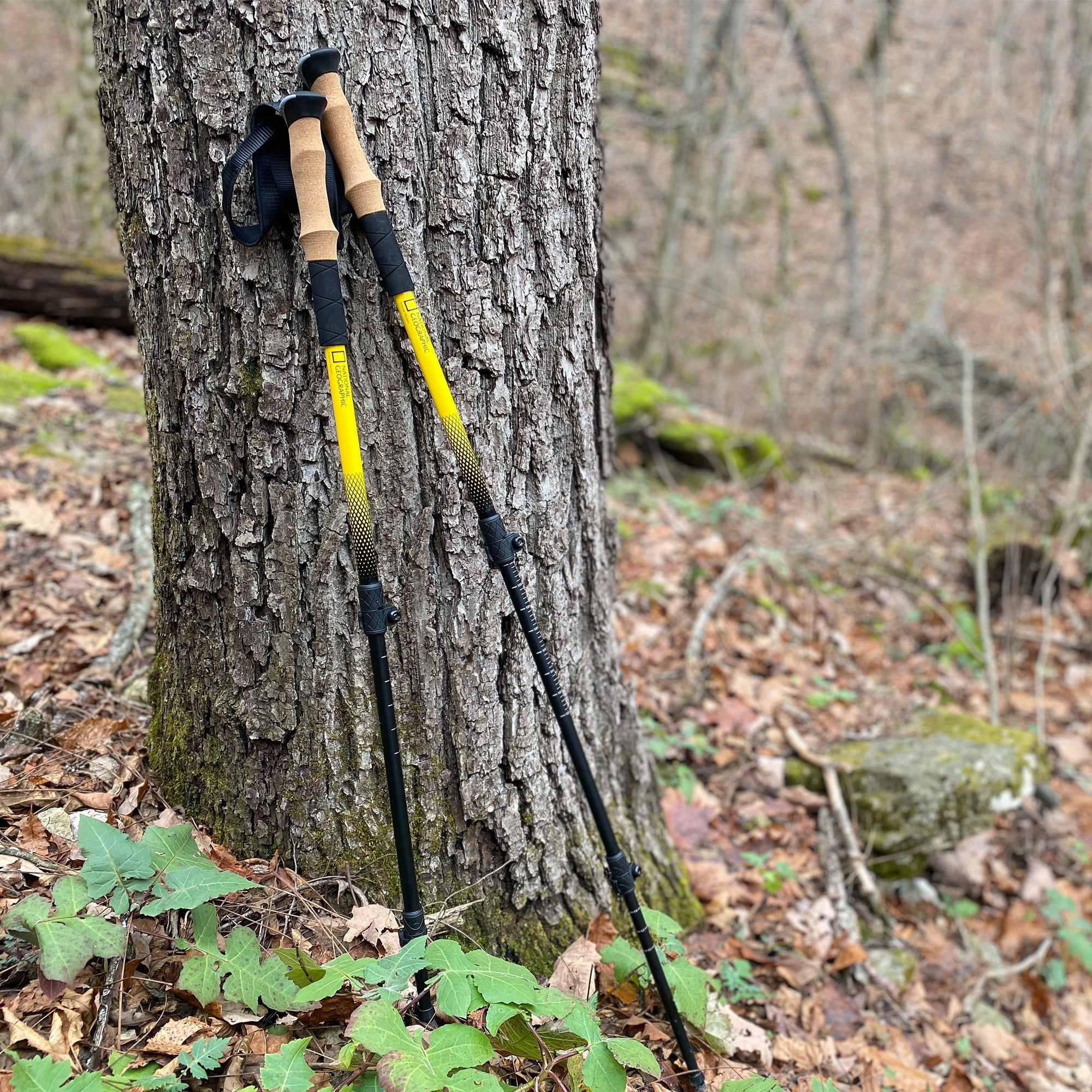 Carbon Trekking Poles Set - Energize Trek