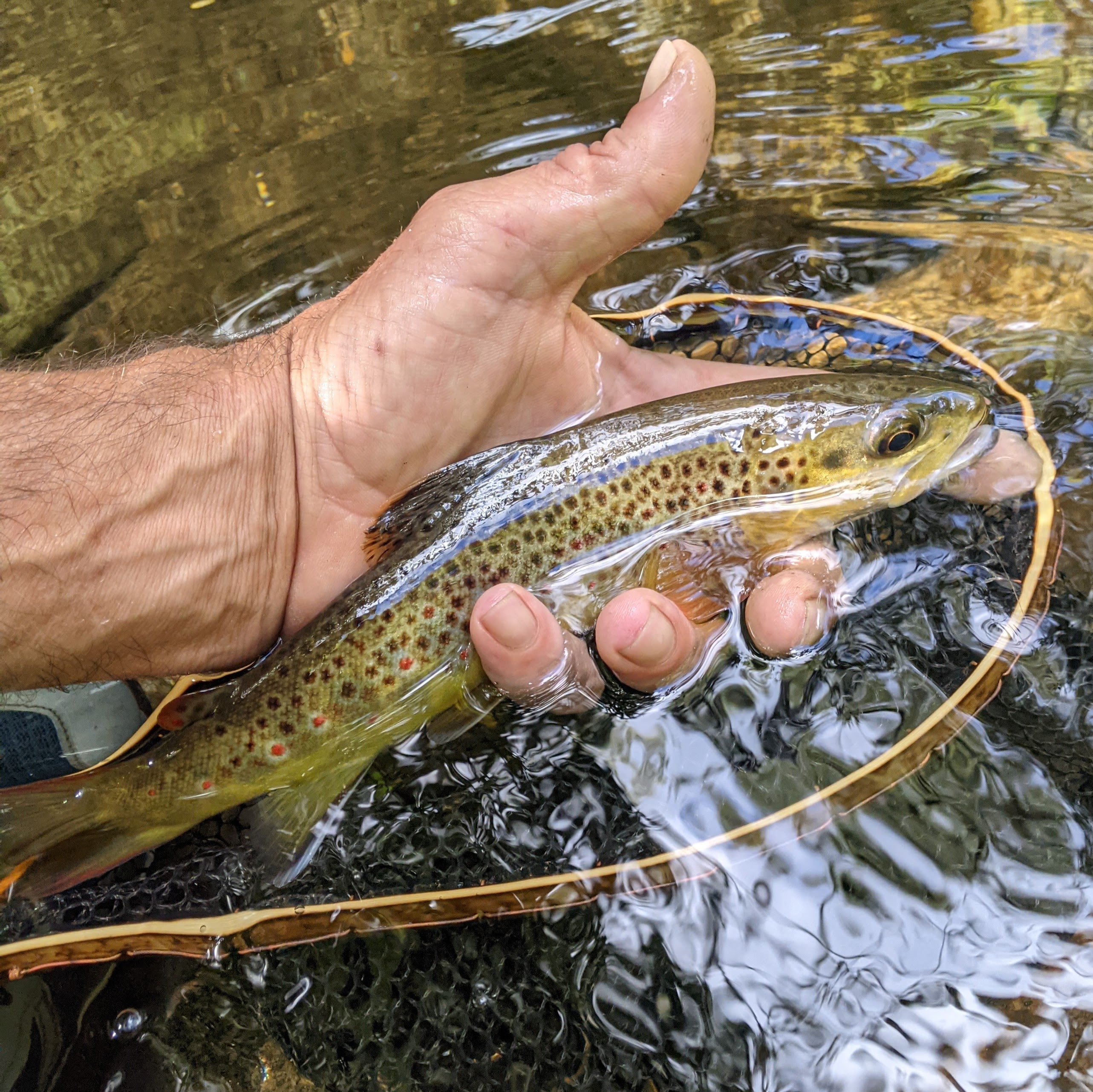 The Brookie - 8x12" Hoop - Energize Trek