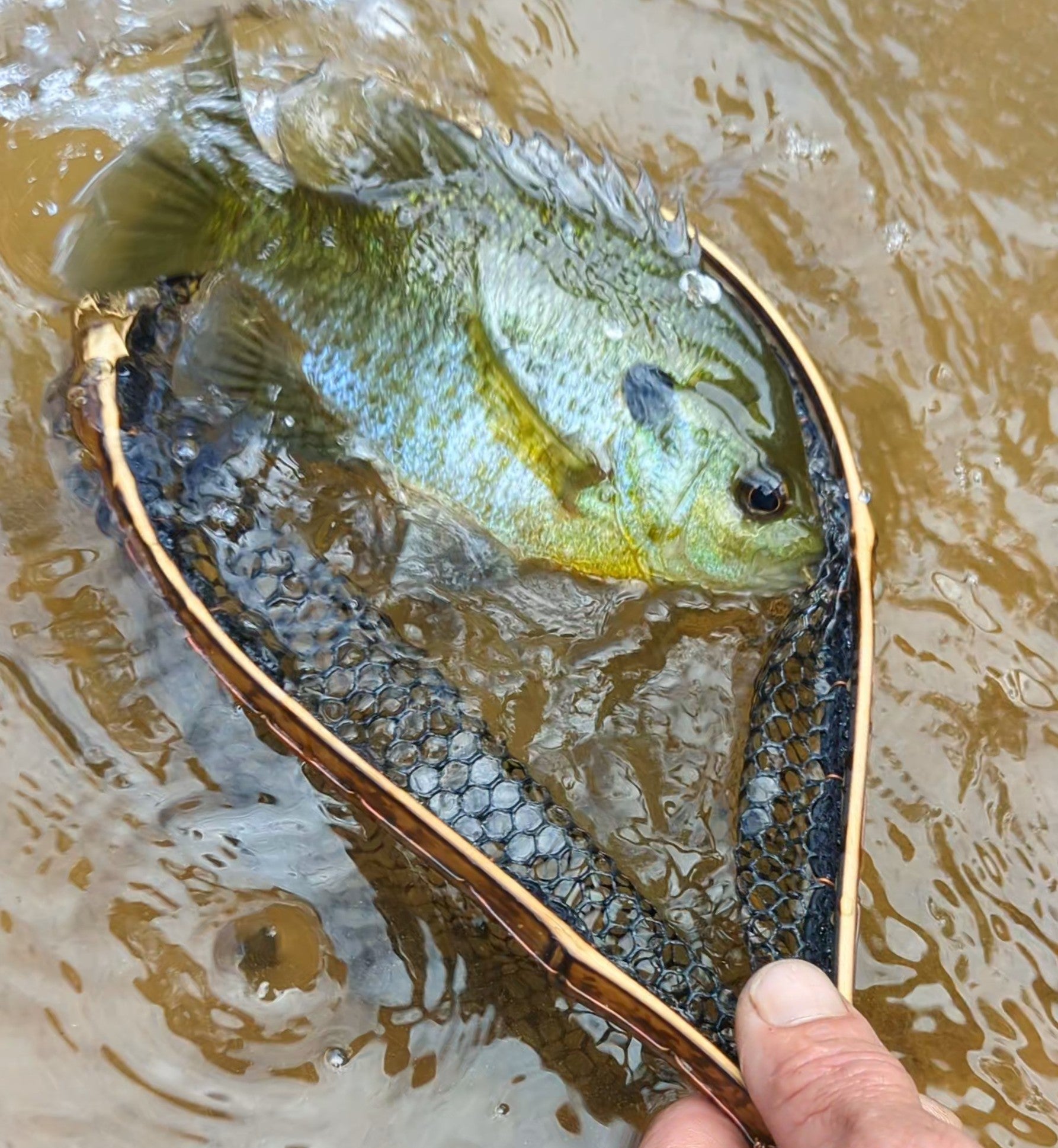 The Speck - 6.5x10" Hoop - Energize Trek